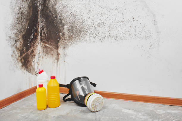 Professional Mold Removal in Horseshoe Bay, TX