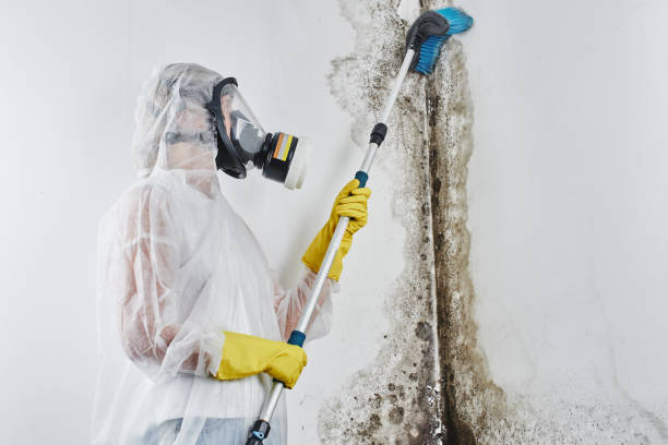 Best Crawl Space Mold Removal  in Horseshoe Bay, TX