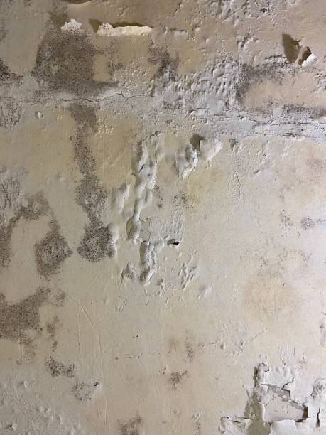 Best Office Mold Removal Services  in Horseshoe Bay, TX